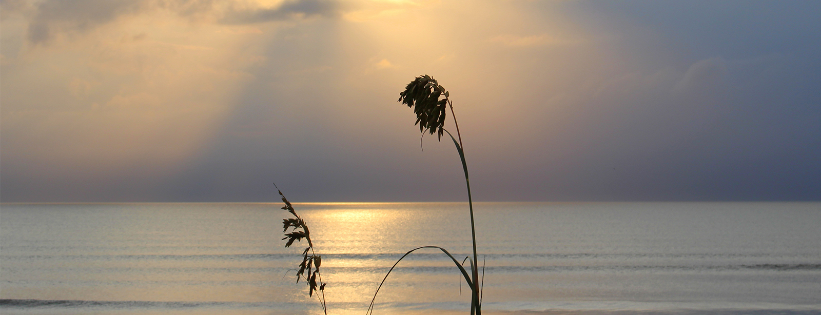 Sea Oats - About us - 1