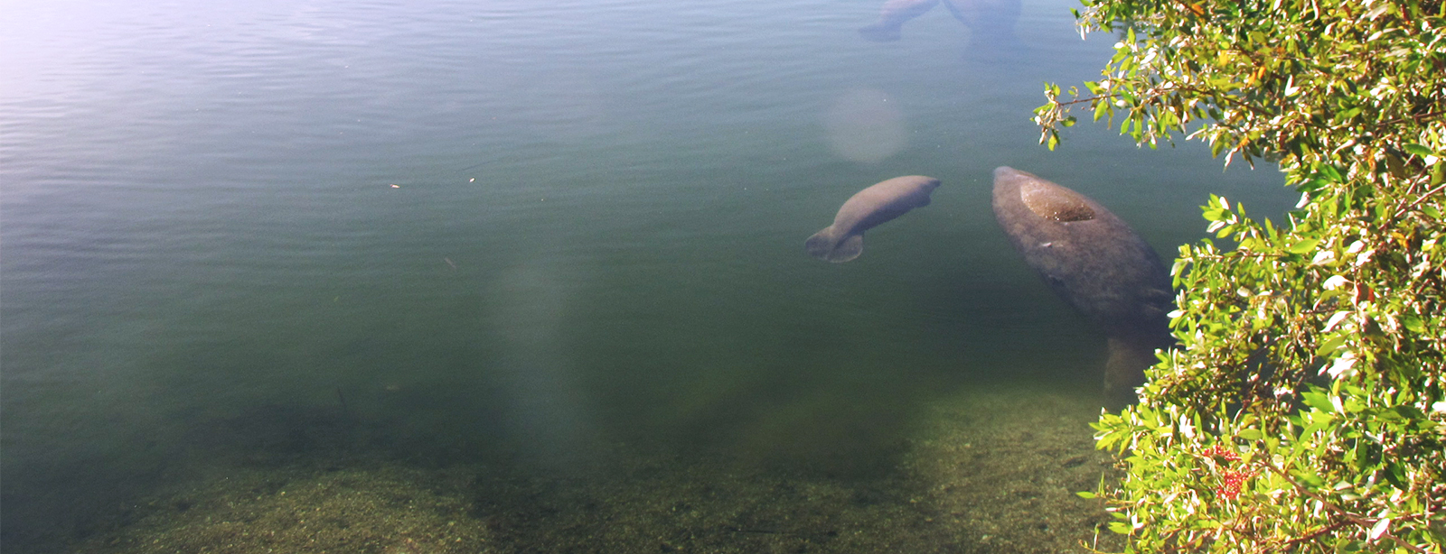 Manatees