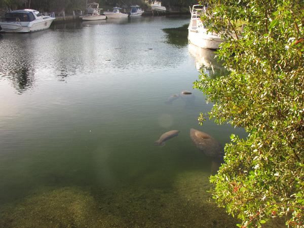 Manatee's swimming